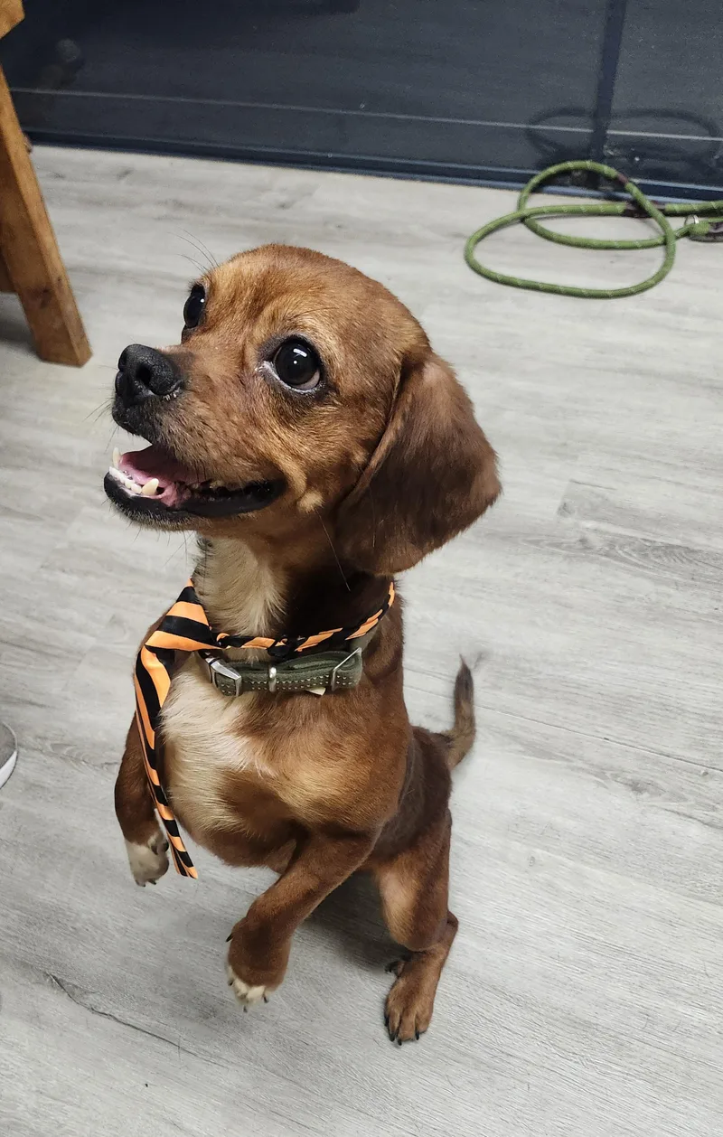 An adult medium-sized male Brown / Chocolate Pug dog named Valentino for adoption in Mansfield, OH