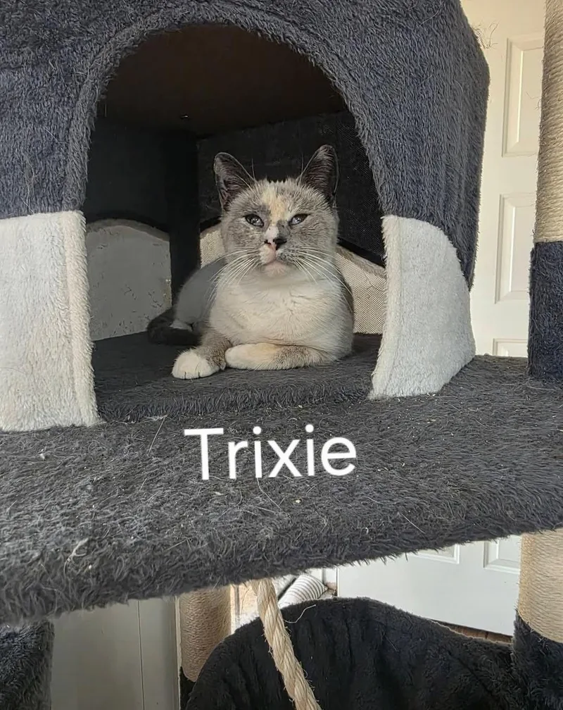 Trixie thumbnail 2