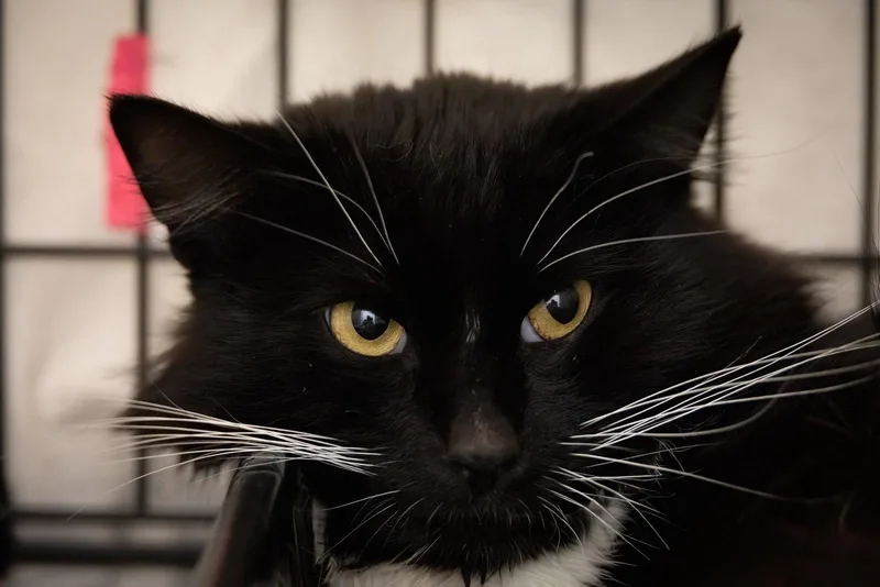 An adult medium-sized male Black & White / Tuxedo Domestic Medium Hair cat named Naoki for adoption in Greenville, DE