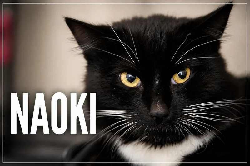 Naoki thumbnail 3