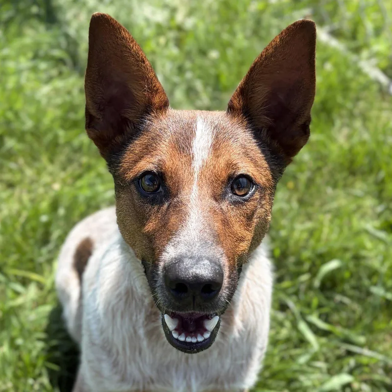 A young medium-sized male Australian Cattle Dog / Blue Heeler dog named Duke for adoption in Jefferson, WI