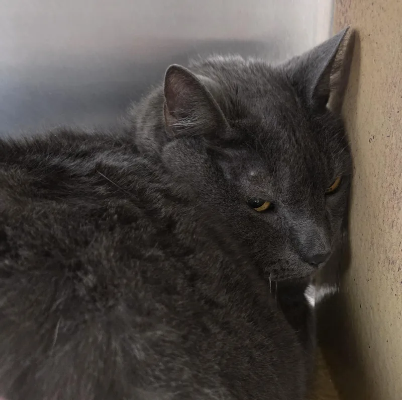 An adult medium-sized male Gray / Blue / Silver Russian Blue cat named Duke for adoption in Millville, UT