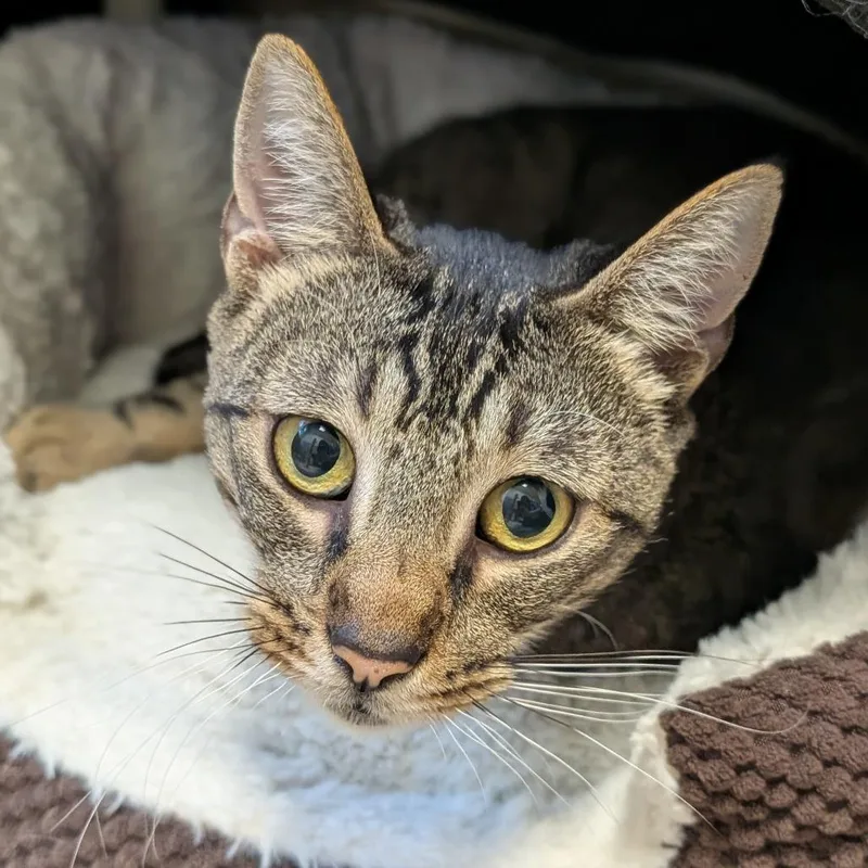 An adult medium-sized female Brown / Chocolate Domestic Short Hair cat named Annie for adoption in Sonoma, CA