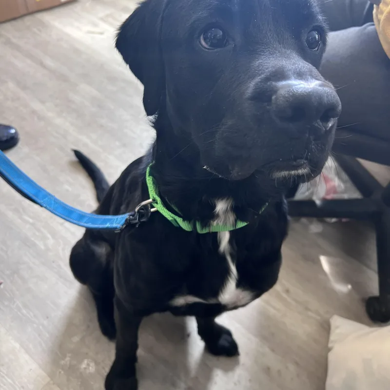 Bensonnot Accepting Applications Yet! thumbnail 2