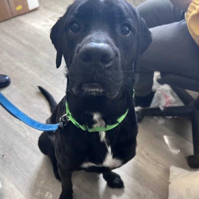 Bensonnot Accepting Applications Yet!