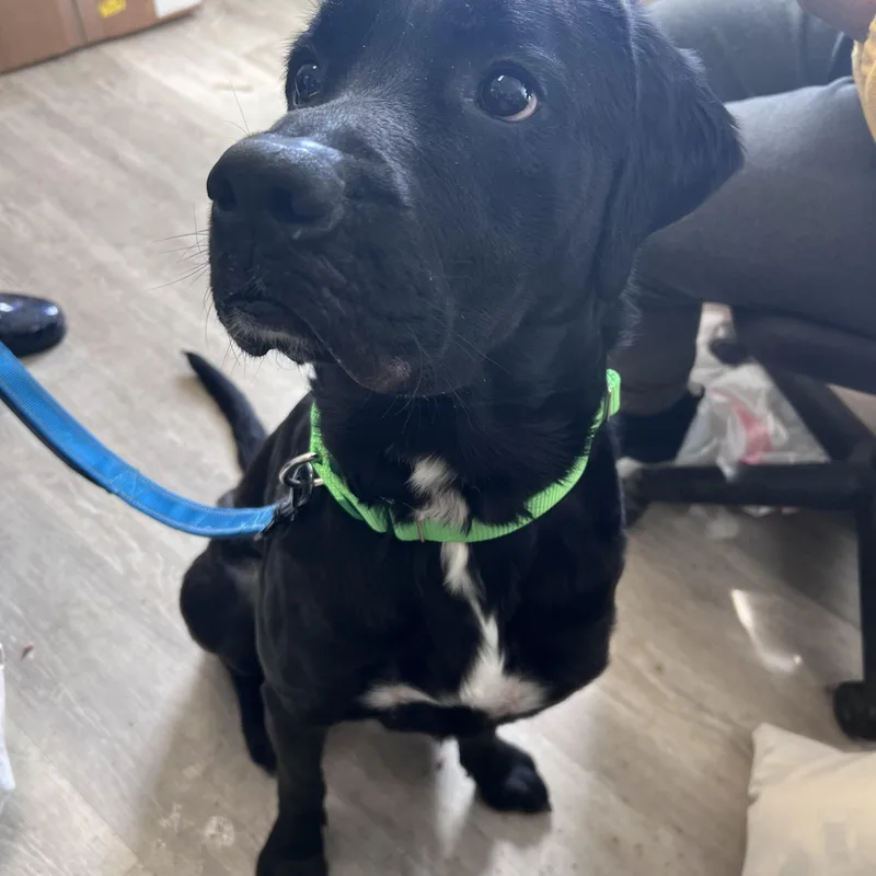 Bensonnot Accepting Applications Yet! thumbnail 5