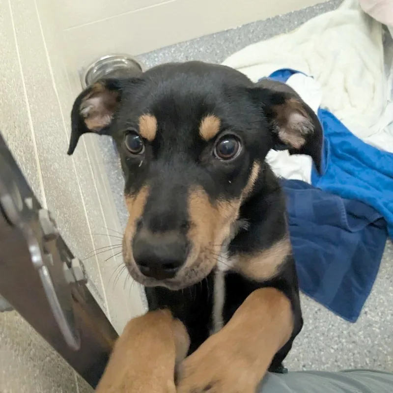 A baby medium-sized male Mixed Breed dog named Cody for adoption in Hendersonville, NC