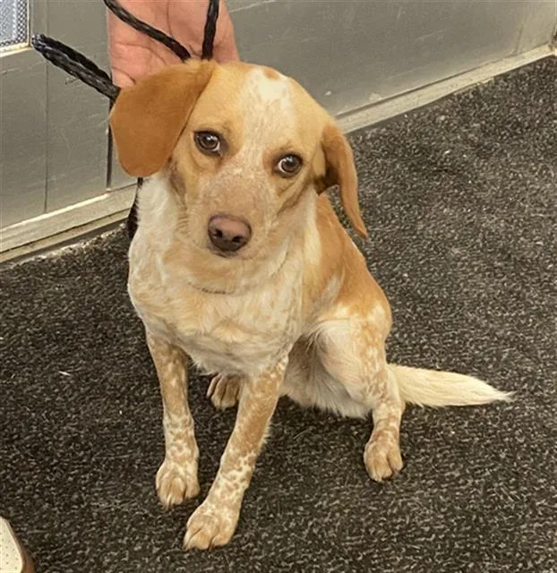 An adult medium-sized female Mixed Breed dog named Star for adoption in Dallas, TX
