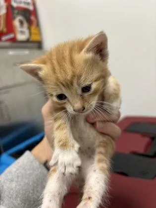 A baby small-sized male Domestic Short Hair cat named Chirpy for adoption in Cumming, GA