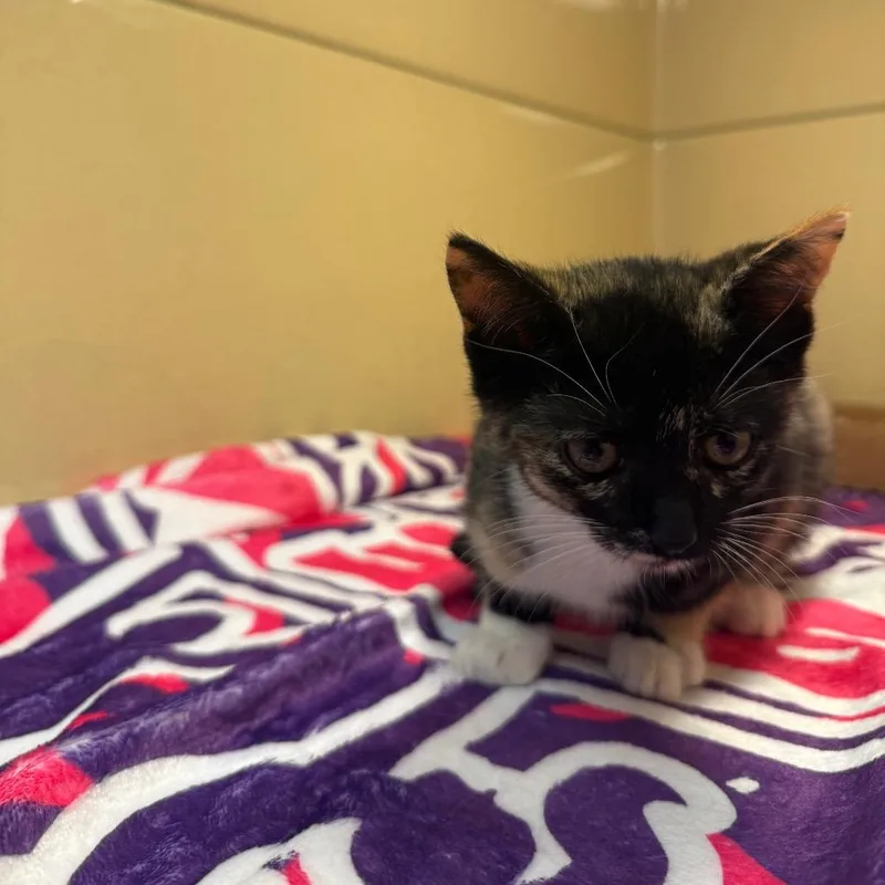 A baby small-sized female Calico Domestic Short Hair cat named Tortellini for adoption in Beckley, WV