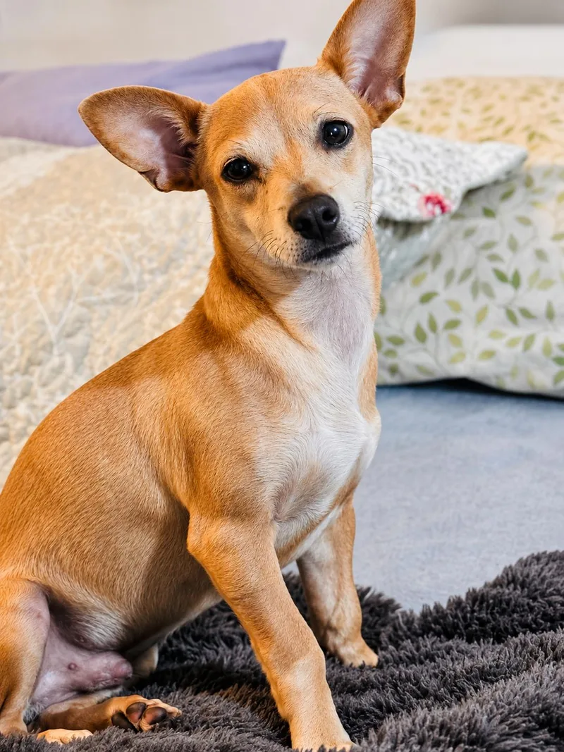 Taz