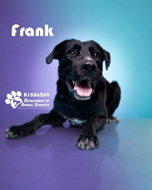 An adult medium-sized male Shepherd dog named Frank for adoption in Riverside, CA