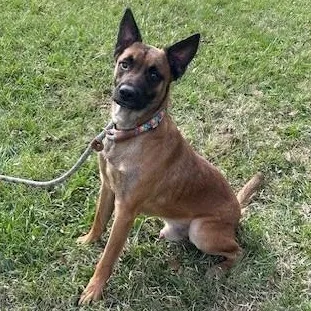 A young medium-sized male Belgian Shepherd / Malinois dog named Chester for adoption in Houston, TX