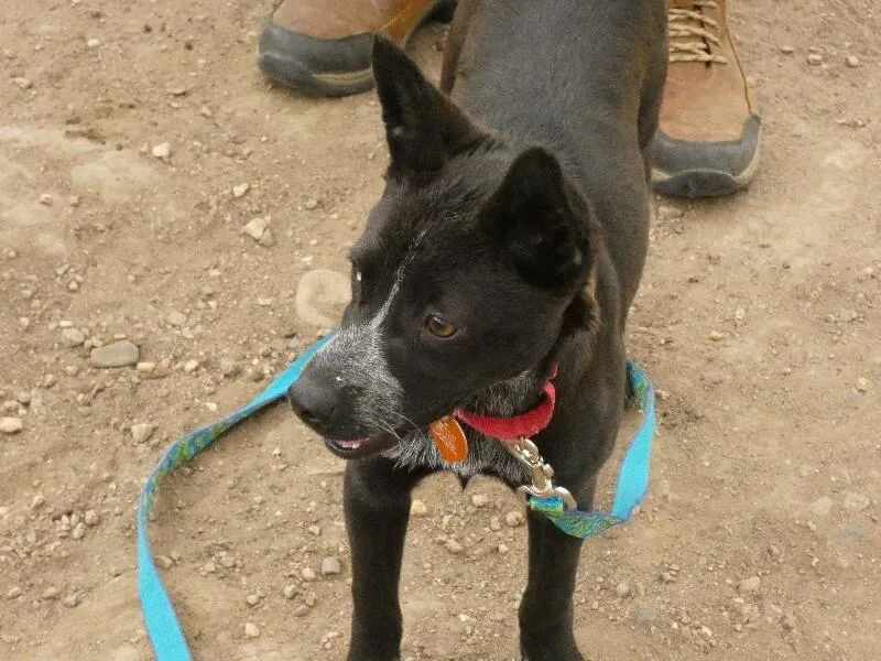A baby medium-sized female Black Cattle Dog dog named Winch for adoption in Fort Collins, CO