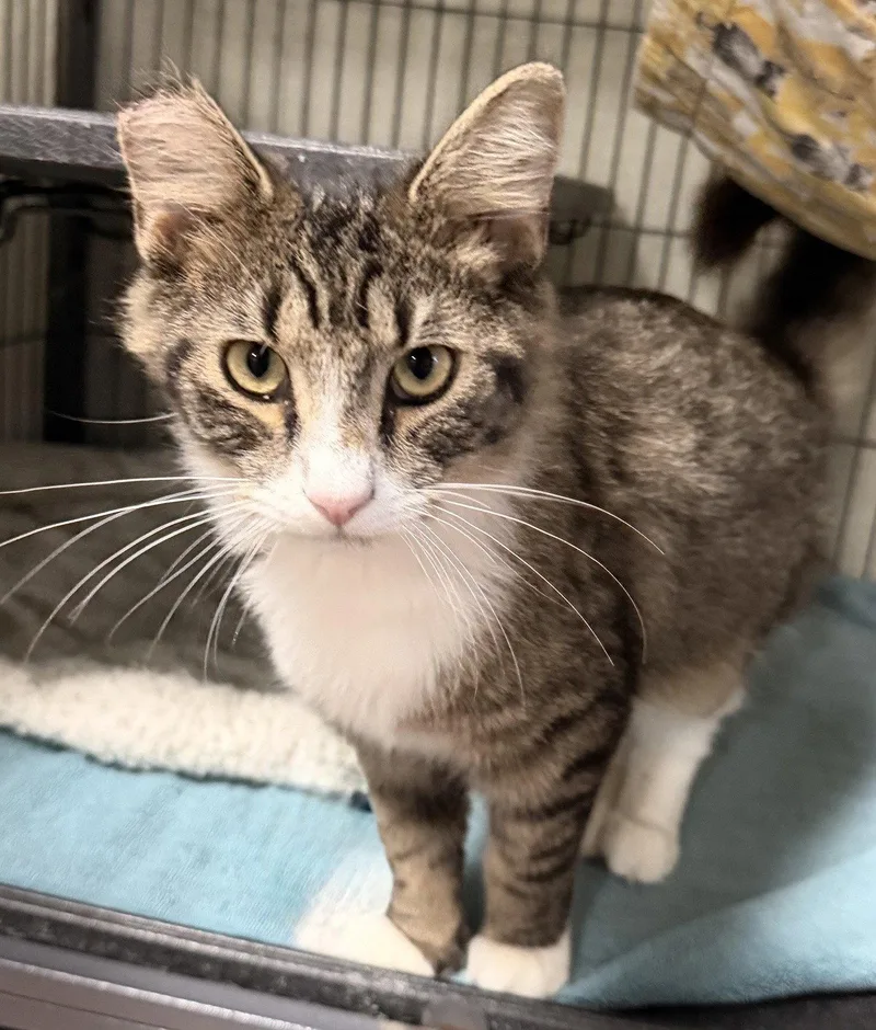 A young medium-sized male Domestic Medium Hair cat named Marion for adoption in Fayetteville, GA