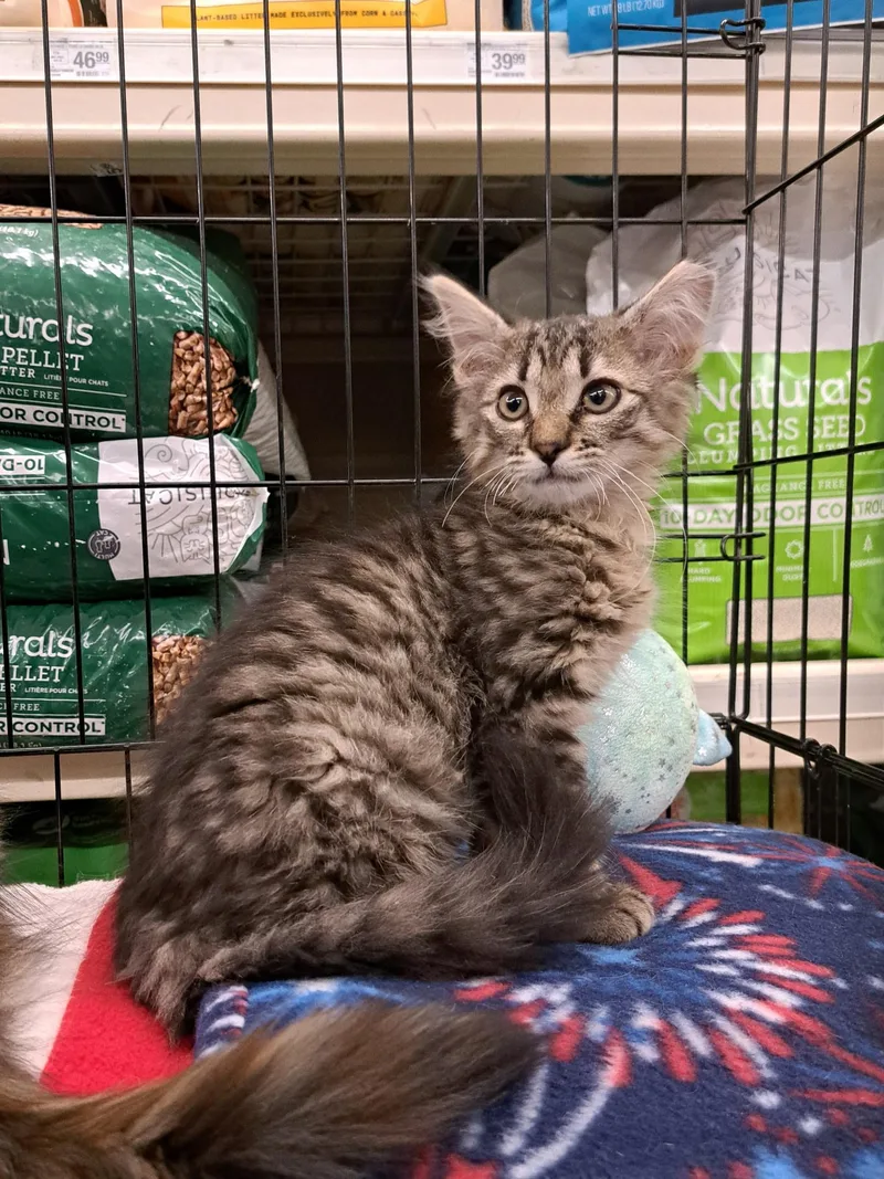 A baby medium-sized female Tabby (Brown / Chocolate) Tabby cat named Blue for adoption in Albuquerque, NM