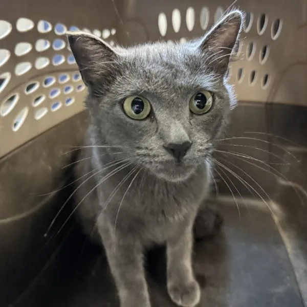 An adult medium-sized female Domestic Short Hair cat named Alphie for adoption in Des Moines, IA