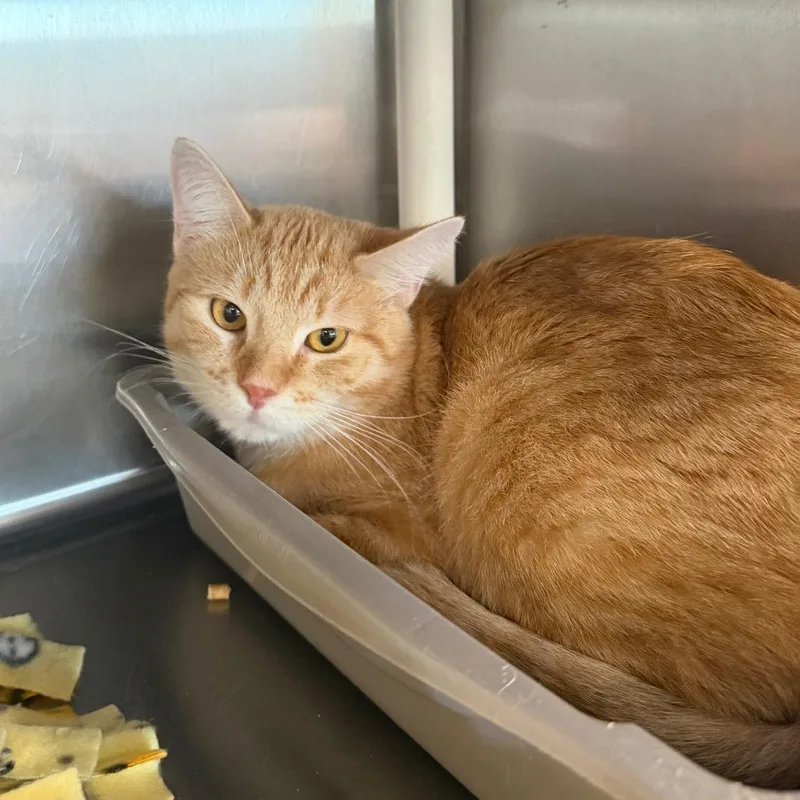 A young small-sized male Orange / Red Domestic Short Hair cat named Chester for adoption in Spanish Fork, UT