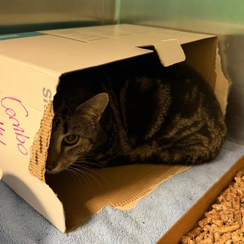 A young medium-sized female Brown / Chocolate Domestic Short Hair cat named Twinky for adoption in Charlottesville, VA