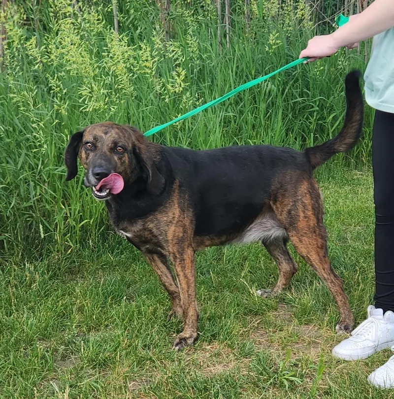An adult large-sized female Hound dog named Coco for adoption in Zimmerman, MN