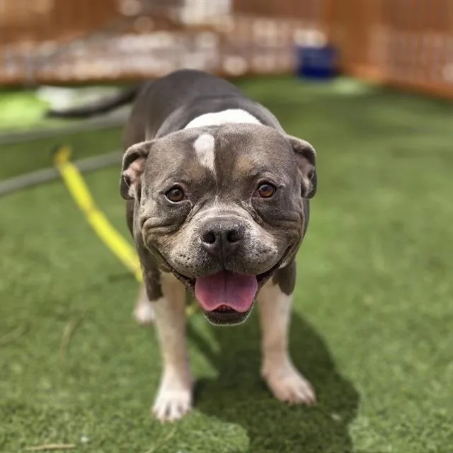 An adult medium-sized male American Bulldog dog named Loke for adoption in Las Vegas, NV