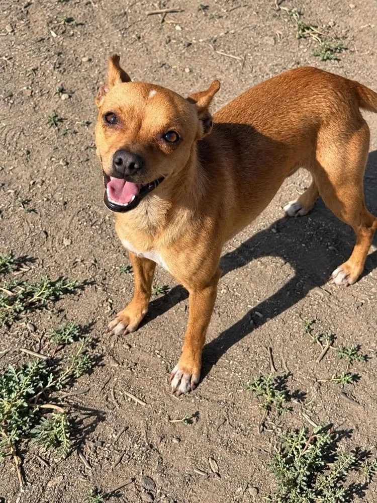 An adult small-sized male Red / Chestnut / Orange Chihuahua dog named Bruno for adoption in Boulder, CO