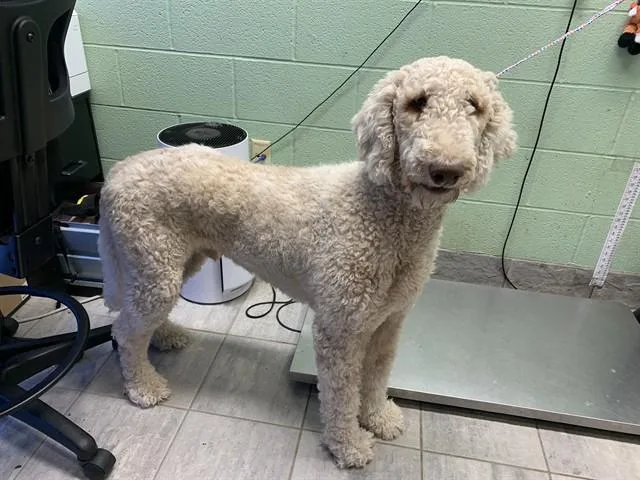 A young large-sized male Poodle dog named Paper Plate for adoption in Grand Prairie, TX