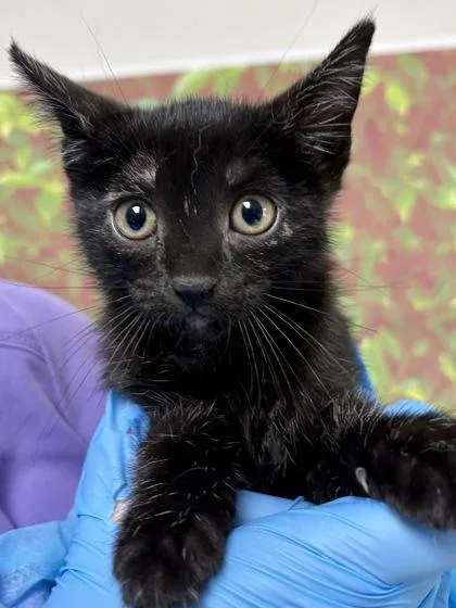 A young small-sized female Domestic Short Hair cat named Bark for adoption in San Antonio, TX