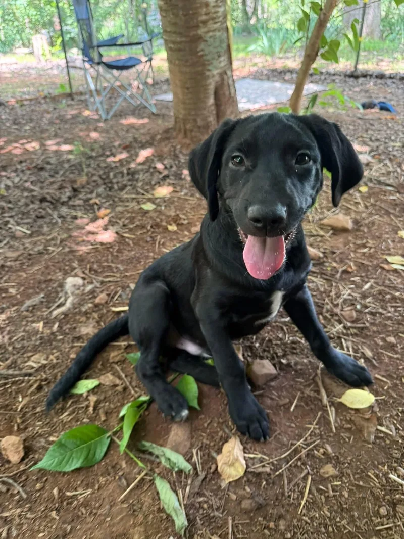 A young medium-sized male Black Chesapeake Bay Retriever dog named Judge for adoption in Salisbury, NC