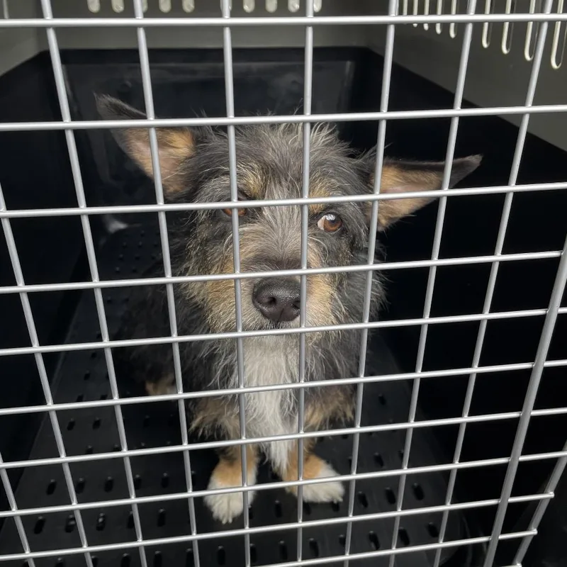 An adult small-sized female Black Terrier dog named Ginger for adoption in Lake Jackson, TX