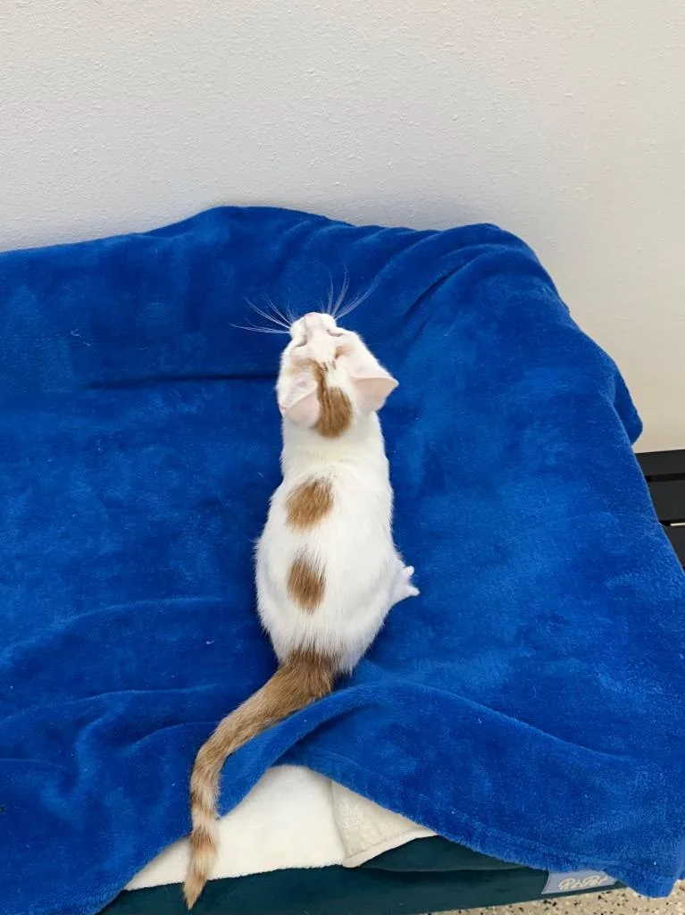 Orange Juice @Petsmart Walker