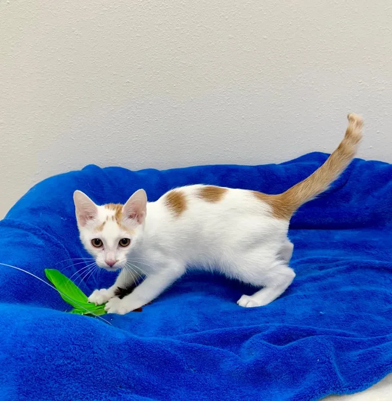 Orange Juice @Petsmart Walker thumbnail 2