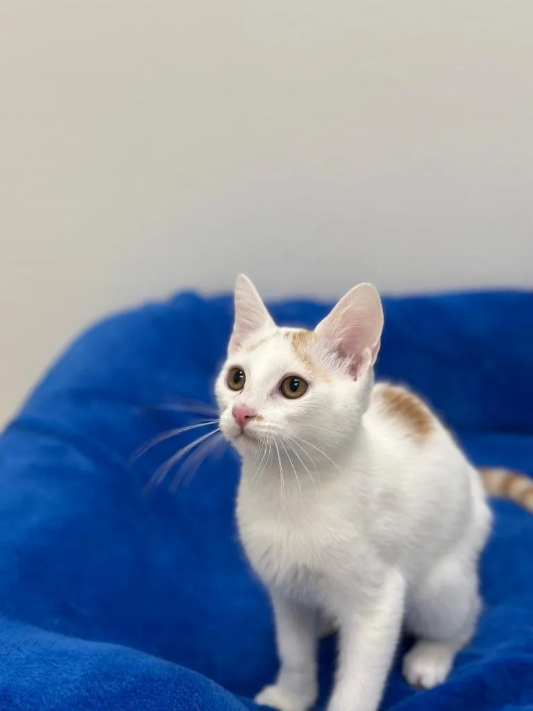 Orange Juice @Petsmart Walker thumbnail 3