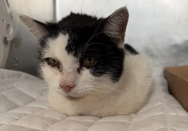 A senior small-sized female Domestic Short Hair cat named Cherry Pie for adoption in Staten Island, NY