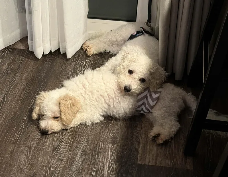 An adult small-sized male Bichon Frise dog named Huck for adoption in Cedar Rapids, IA