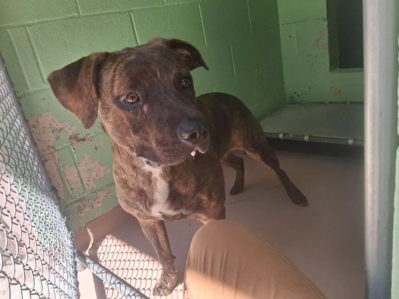 A young medium-sized male Affenpinscher dog named Aries for adoption in Nacogdoches, TX