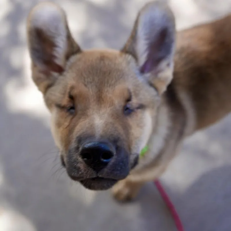 A baby small-sized male Shepherd dog named Archie for adoption in Pagosa Springs, CO