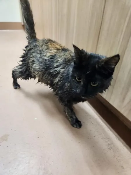 A young medium-sized female Domestic Medium Hair cat named Mocca for adoption in Kennewick, WA