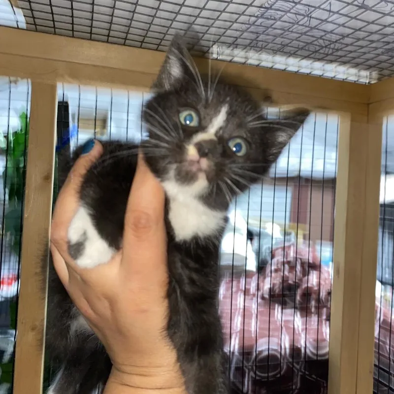 A baby small-sized male Black Domestic Short Hair cat named Figaro for adoption in Pacific Palisades, CA