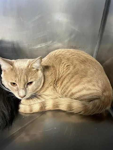 A young small-sized male Domestic Short Hair cat named Cracker A for adoption in San Andreas, CA