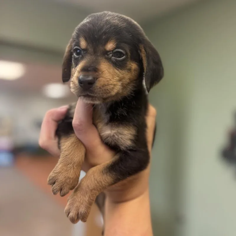 A baby medium-sized male Black Beagle dog named Foghorn for adoption in Springboro, OH