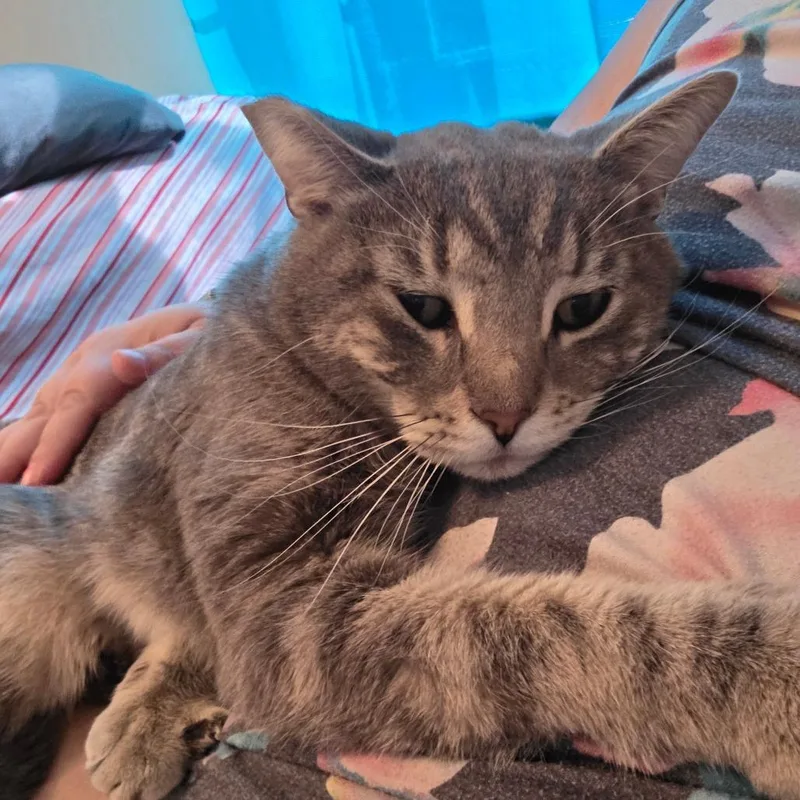 An adult large-sized male Domestic Short Hair cat named Ron Purrgundy for adoption in Jarrettsville, MD