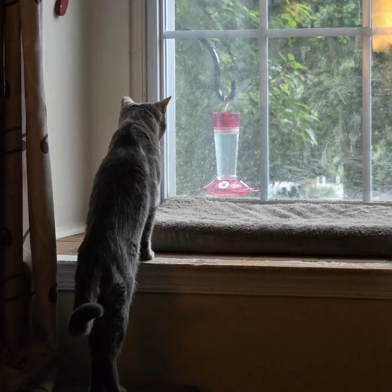 Ron Purrgundy thumbnail 3