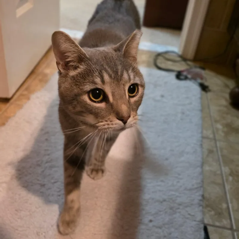 Ron Purrgundy thumbnail 4