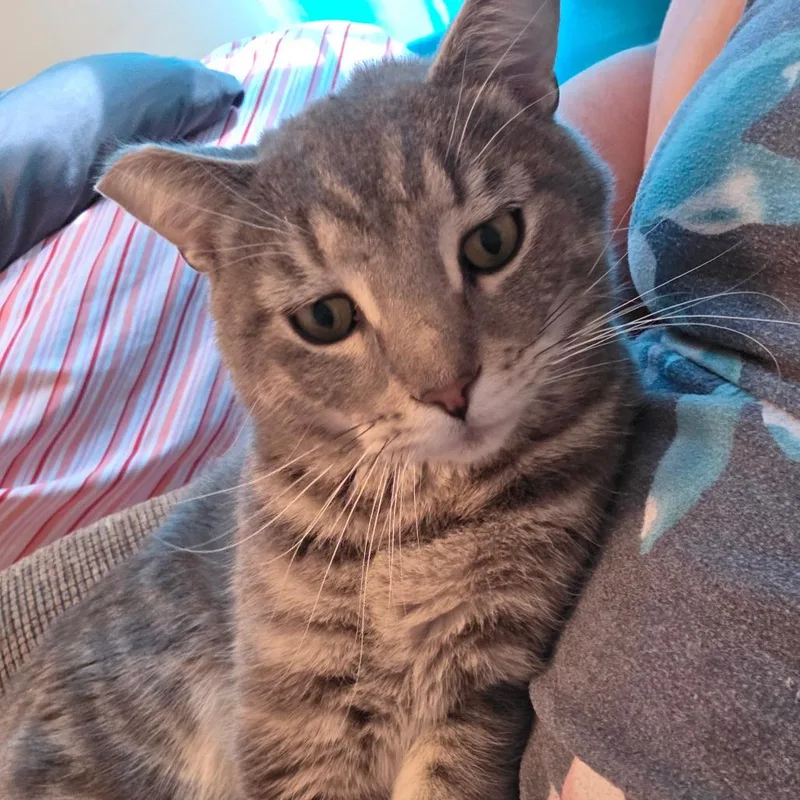 Ron Purrgundy thumbnail 6