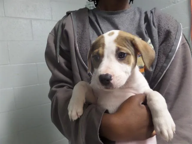 A baby small-sized female Pit Bull Terrier dog named Galaxy for adoption in Augusta, GA