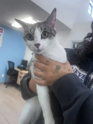 An adult medium-sized female Domestic Short Hair cat named Emma for adoption in Daytona Beach, FL