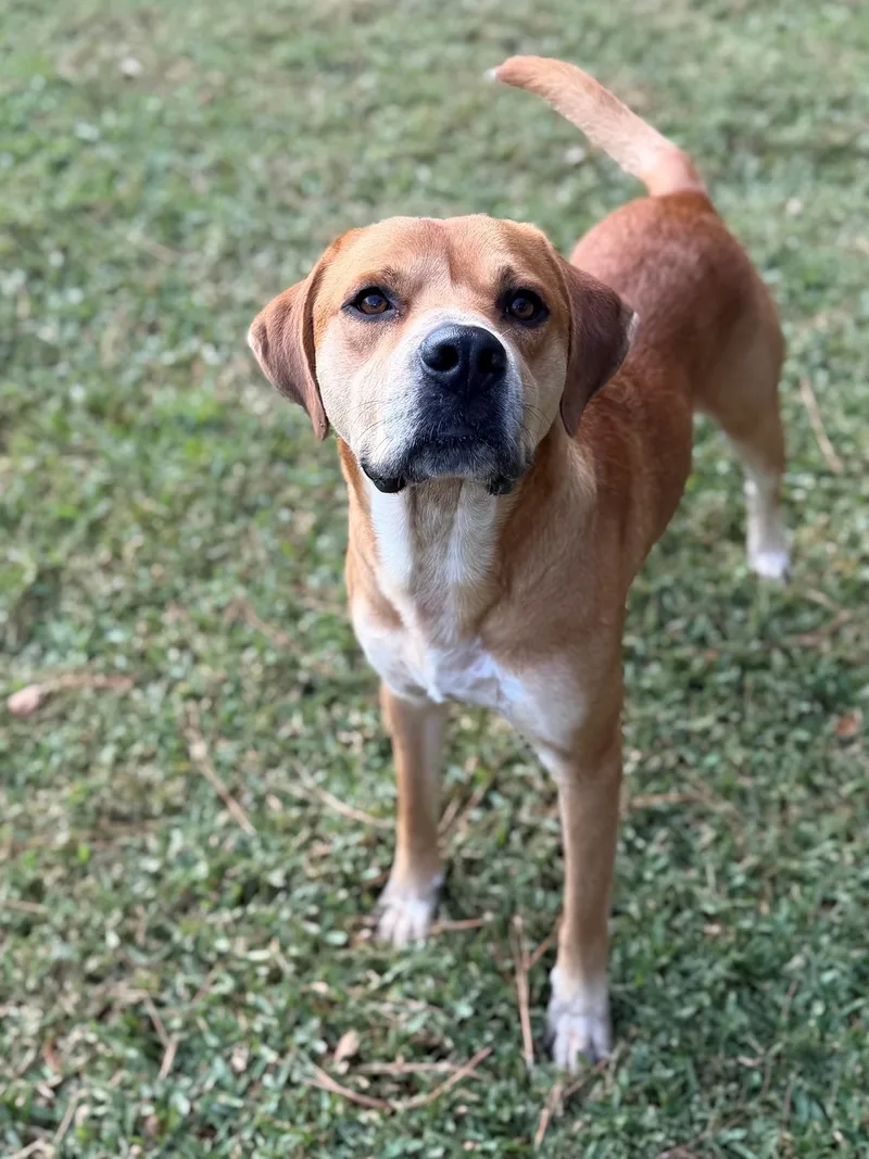 An adult medium-sized male Labrador Retriever dog named Cheddar for adoption in Summerdale, AL
