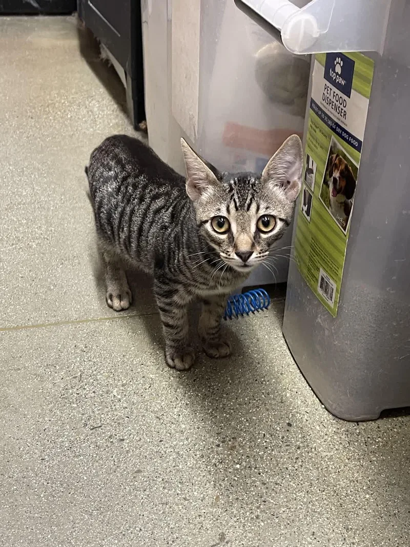 A young small-sized male Tabby (Brown / Chocolate) Domestic Short Hair cat named Casey for adoption in Covina , CA