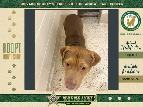 A young large-sized male Mixed Breed dog named Thor for adoption in Melbourne, FL